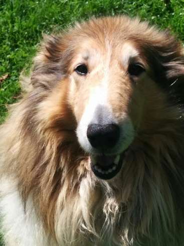 Das Bild zeigt einen Collie-Hund mit langem, flauschigem Fell, weißer Schnauze und schwarzer Nase vor einem Hintergrund aus saftig grünem Gras.