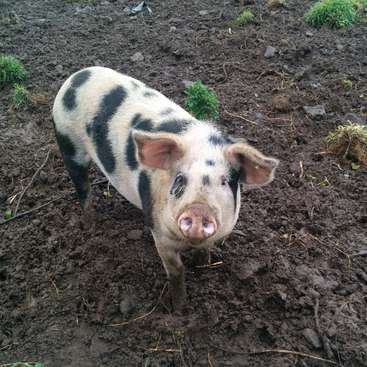 Das Bild zeigt ein schwarz-weißes Schwein, das in einem schlammigen Feld steht und mit gespitzten Ohren und rosa Schnauze in die Kamera blickt.