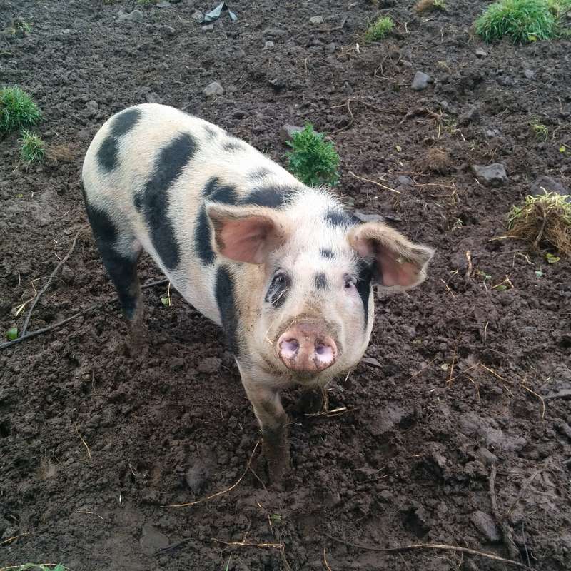 Das Bild zeigt ein schwarz-weißes Schwein, das in einem schlammigen Feld steht und mit gespitzten Ohren und rosa Schnauze in die Kamera blickt.