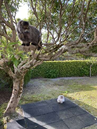 La imagen representa un entorno sereno al aire libre, con un gato encaramado a un árbol, un conejo en un sendero y un frondoso seto de fondo.