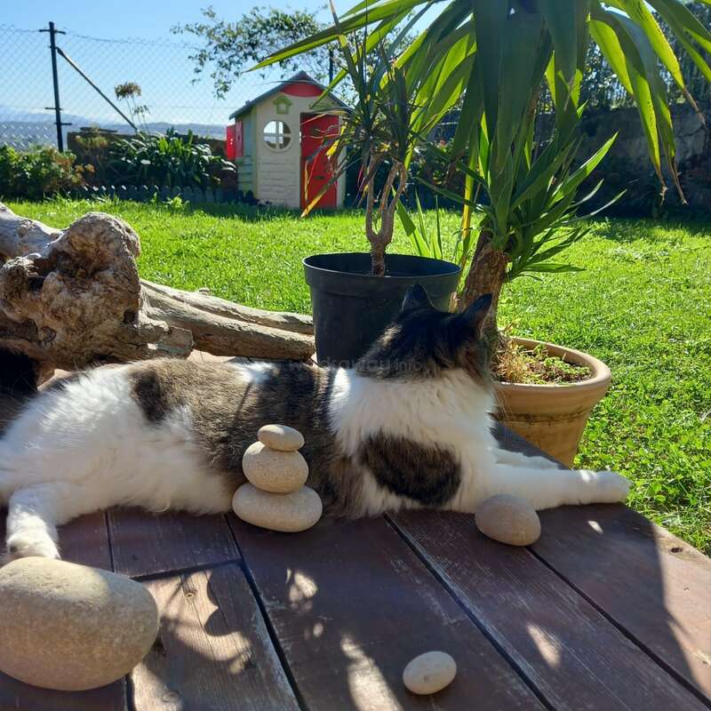 La imagen representa una serena escena al aire libre en la que aparece un gato tumbado en una terraza de madera, rodeado de plantas y piedras, con una casita de juegos al fondo en un día soleado.