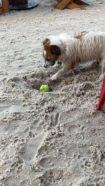 A small, shaggy dog digs in sandy ground, uncovering a yellow tennis ball. Paw prints surround them, creating a playful and lively beachside scene.