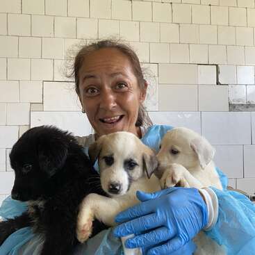 The image shows a woman holding three puppies in front of a white tiled wall, wearing blue gloves and a blue protective garment.