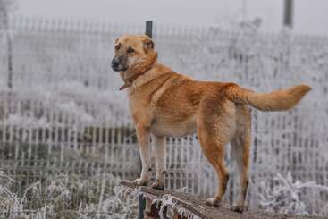 Um cachorro de pelagem castanha e branca fica em pé, alerta, em uma plataforma de madeira, olhando para trás. A geada cobre o chão e a cerca, criando uma atmosfera fria e invernal.