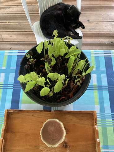 A black cat sleeps curled up on a white chair. In the foreground, there’s a potted plant, a wooden tray, and a small ceramic bowl.