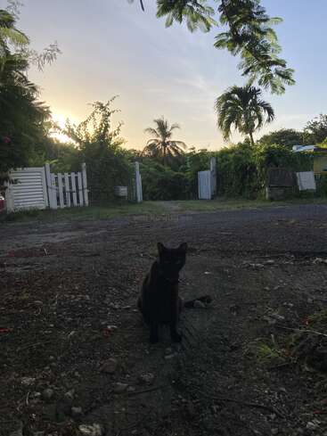 A black cat sits on a gravel driveway at sunset, surrounded by greenery, palm trees, and a white fence, creating a serene, tropical atmosphere.