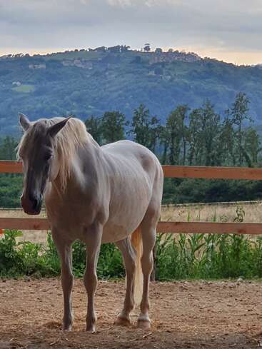 Um cavalo de cor clara permanece calmamente em um cercado. Atrás dele, árvores verdes exuberantes e uma colina distante com casas criam um cenário sereno no campo.
