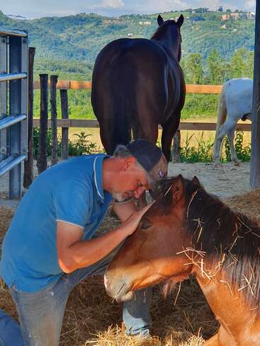 Um homem de camisa azul encosta gentilmente a testa em um cavalo marrom sentado, demonstrando afeto. Os cavalos e as colinas verdes proporcionam um cenário sereno e pastoral.