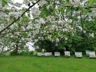 A lush green orchard with blooming white flowers on tree branches. Below, colorful beehives are arranged in a row, surrounded by dense trees and grass.