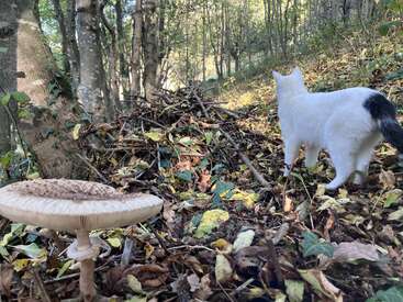 La imagen representa a un gato blanco con la cola negra, de pie en una zona boscosa, contemplando una gran seta en el suelo, rodeada de hojas y ramitas caídas.