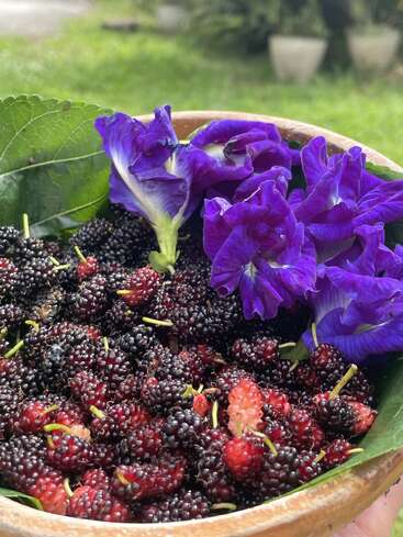Un cuenco rústico lleno de moras frescas y vibrantes flores moradas descansa sobre hojas verdes, creando un precioso arreglo natural con un frondoso fondo de jardín.