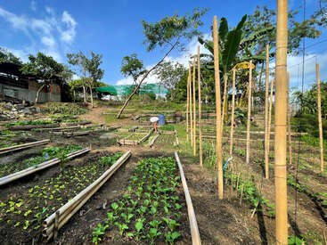 Esta imagen muestra un vibrante huerto con hileras ordenadas de frondosas verduras, soportes de bambú, árboles, cielo azul y una persona cuidando las plantas.