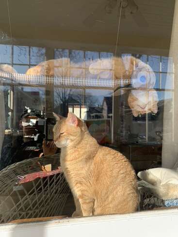 A ginger cat sits by a window, basking in sunlight. Another cat is reflected above, lying upside down, creating an amusing and surreal optical illusion.