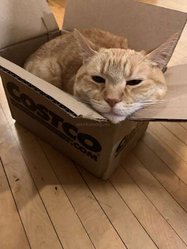 A relaxed orange tabby cat is cozily lying inside a small Costco cardboard box, with its head resting on the edge, on a wooden floor.
