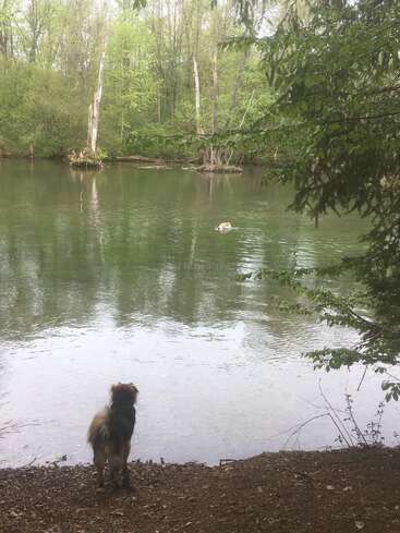 A dog stands on the riverbank, gazing across the calm water where another dog swims. Lush green trees and tranquility fill the natural scene.