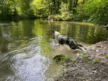 A playful dog leaps energetically into a calm, reflective river surrounded by lush green trees, enjoying a refreshing adventure on a warm, sunny day in nature.