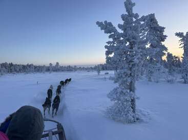 A dog sled team pulls a sled through a snowy, frozen landscape at dawn. Snow-covered trees and a pastel sky create a serene winter atmosphere.