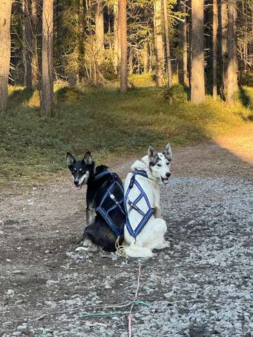 Two sled dogs, one black and one white, sit side by side on a rocky forest path, wearing harnesses, surrounded by tall trees and sunlight.