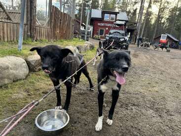 Two black-and-white sled dogs are harnessed and standing outdoors beside a water bowl. In the background, other dogs, trees, and a "Husky Tours" cabin appear.