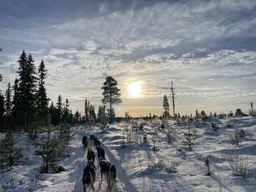 A team of sled dogs runs through a snowy forest trail at sunrise. Tall pine trees surround them, and the sky is partly cloudy and bright.