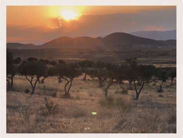 Ein goldener Sonnenuntergang taucht eine ruhige Landschaft in Licht, mit vereinzelten Bäumen, sanften Hügeln in der Ferne und trockenen Grasfeldern; eine friedliche Atmosphäre, warme Farben, eine beschauliche mediterrane Landschaft.