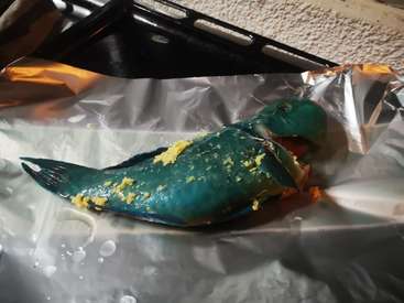 A imagem mostra um peixe azul com tempero amarelo em seu corpo, deitado em um pedaço de papel alumínio, com um objeto de metal preto ao fundo.