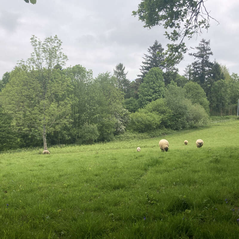 Um campo tranquilo e coberto de grama, com cinco ovelhas pastando. Árvores de um verde exuberante margeiam o prado. O céu está nublado, criando uma atmosfera campestre calma e serena.