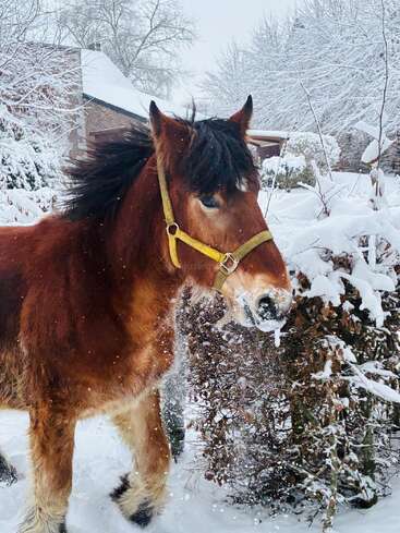 Ein braunes Pferd mit einem gelben Halfter steht in einem verschneiten Hof, umgeben von schneebedeckten Büschen und Bäumen, mit einem Haus im Hintergrund. Es schneit.