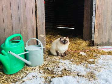 An einem kalten Wintertag sitzt eine flauschige Katze mit blauen Augen vor einer Holzscheune, umgeben von Stroh, Schnee und zwei Gießkannen – eine grüne und eine aus Metall.