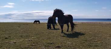 Drei Pferde grasen friedlich auf einer grasbewachsenen Wiese am Meer. Der Himmel ist teilweise bewölkt, und das Sonnenlicht spiegelt sich auf dem ruhigen Wasser im Hintergrund.