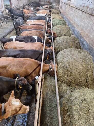 Eine Gruppe von Kühen frisst in einem Stall Heu aus großen Rundballen, die entlang eines Fressbereichs aufgereiht und durch Metallgitter getrennt sind.