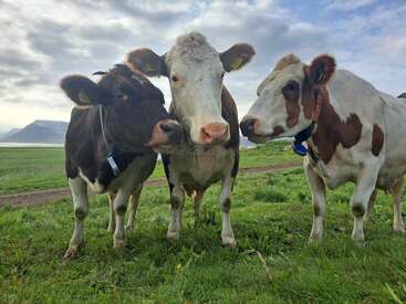 Trois vaches se tiennent côte à côte sur de l'herbe verte, avec un ciel nuageux et des montagnes lointaines en arrière-plan, créant une scène de paysage rural paisible et pittoresque.