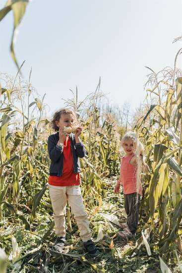 Two children stand in a sunlit cornfield. One eats fresh corn while the other holds a cob, both surrounded by tall green stalks and clear skies.