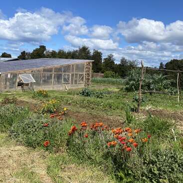 Ein rustikales Gewächshaus steht in einem üppigen, sonnigen Garten, umgeben von bunten Blumen, grünem Gemüse und hohen Bäumen unter einem strahlend blauen, wolkenverhangenen Himmel.