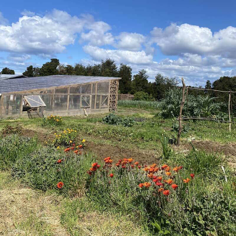 A rustic greenhouse stands in a lush, sunny garden, surrounded by vibrant flowers, green vegetables, and tall trees under a bright, blue, cloud-filled sky.