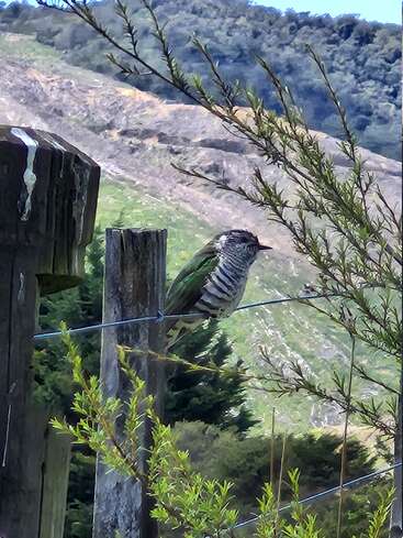 Un oiseau rayé aux ailes vertes est perché sur une clôture grillagée, dans un paysage rural vallonné, entouré de poteaux en bois et de branches verdoyantes. Une scène paisible.
