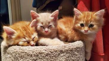 Three adorable kittens cuddle closely together on a carpeted cat perch. Two are orange tabbies, one is cream-colored. They look cozy, sleepy, and content.