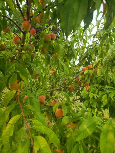 A lush peach tree filled with ripe, orange-red peaches surrounded by vibrant green leaves. The branches are heavily laden, signaling a plentiful summer harvest.