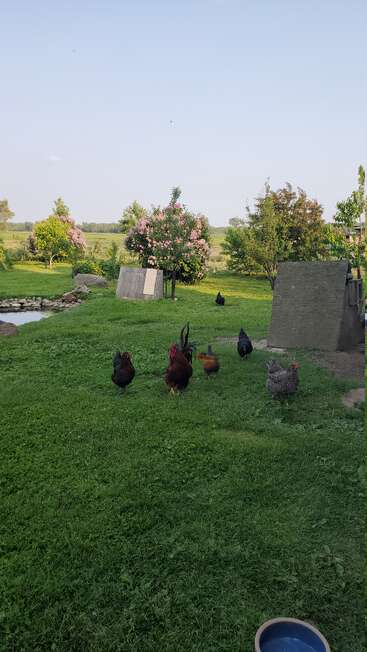 Chickens roam freely on lush green grass. Flowering trees and bushes decorate the peaceful rural landscape, with a pond and coops visible in the background.