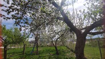 A lush garden with blossoming trees in full bloom, casting shadows on vibrant green grass. A fence borders the area and the sky is partly cloudy.