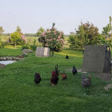 Chickens roam freely on lush green grass. Flowering trees and bushes decorate the peaceful rural landscape, with a pond and coops visible in the background.