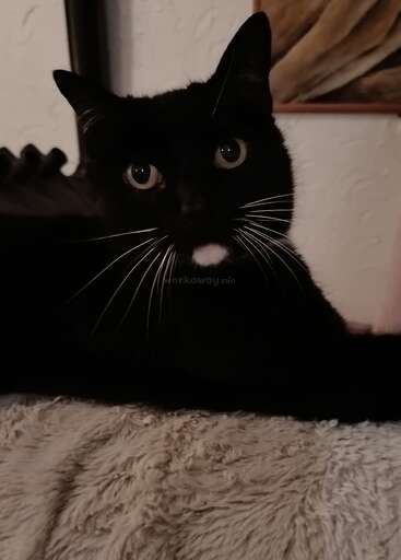 Eine schwarze Katze mit auffälligen weißen Schnurrhaaren und einem kleinen weißen Fleck auf der Brust liegt auf einer weichen, hellen Decke und schaut aufmerksam nach vorne.