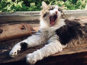 The image depicts a long-haired cat with its mouth open, lying on a wooden surface, possibly a bench or table, with a brick nearby.