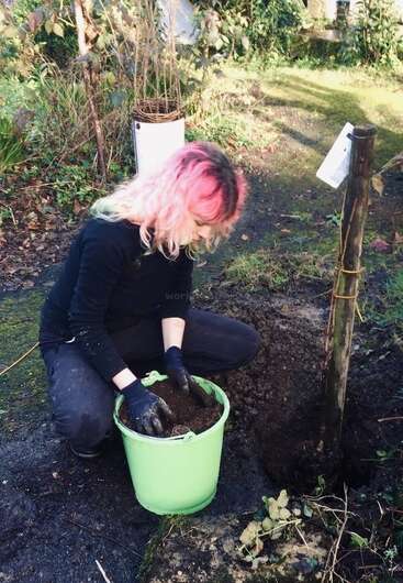 A person with pink hair is crouched down, planting a tree in a garden, wearing gloves and holding a bucket of soil.