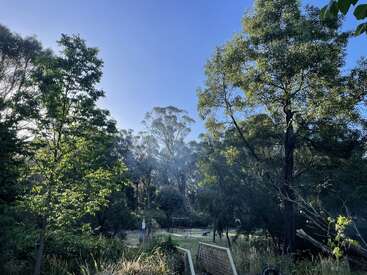 A serene morning scene features lush green trees, clear blue sky, sunlight filtering through branches, a garden area, wooden fence, and soft mist creating a peaceful atmosphere.