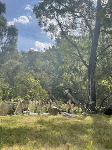 A group of geese rest on grassy ground under tall trees, bathed in sunlight. The peaceful scene is surrounded by lush green foliage and blue sky.