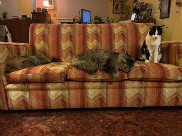 Three cats rest on a patterned, vintage-style sofa: two are sleeping comfortably while one sits upright. The cozy room is warmly lit with homey decor.