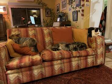 Three pets—two cats and a dog—are lounging on a patterned, cozy sofa in a warmly lit, homey living room filled with plants and wall art.
