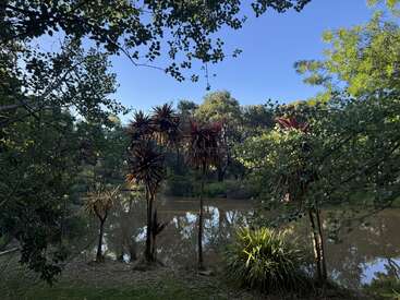 A tranquil pond surrounded by lush trees and tall spiky plants, with blue sky visible above and sunlight softly illuminating the serene natural landscape. Peaceful atmosphere prevails.