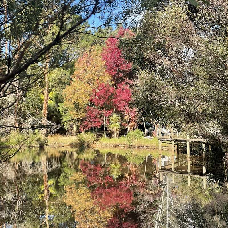 A serene pond reflects vibrant autumn trees—reds, yellows, and greens—amid lush foliage. A wooden bridge crosses the water, evoking tranquility and natural beauty.